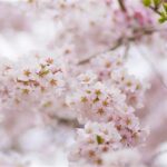 桜しおかぜウォーク