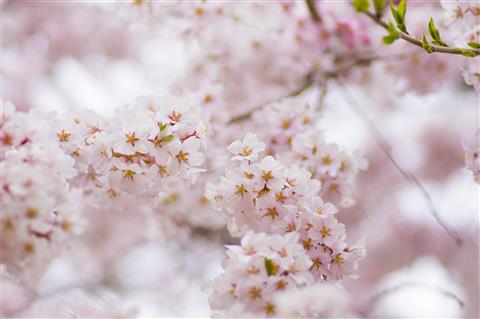 桜しおかぜウォーク