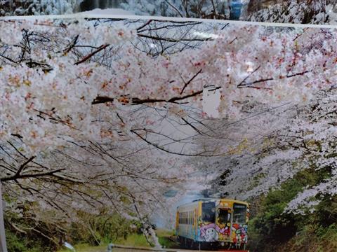 桜しおかぜウォーク