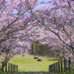 朝倉ダム湖畔緑水公園 お花見