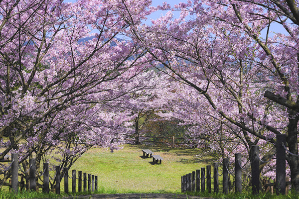 朝倉ダム湖畔緑水公園 お花見