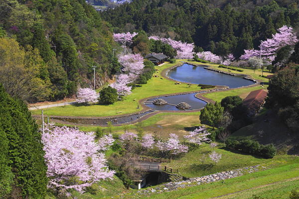 朝倉ダム湖畔緑水公園 お花見