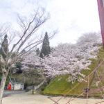 朝倉緑のふるさと公園 お花見