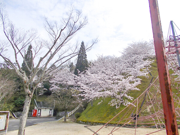 朝倉緑のふるさと公園 お花見