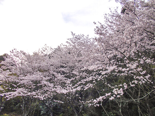 朝倉緑のふるさと公園 お花見