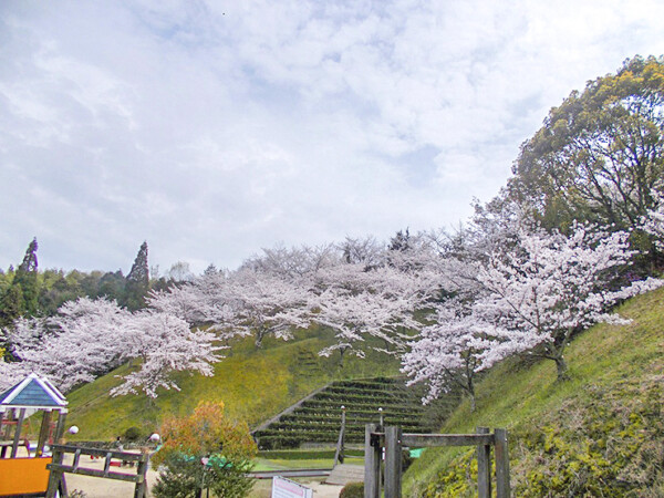 朝倉緑のふるさと公園 お花見