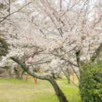 武丈公園 お花見