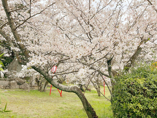 武丈公園 お花見