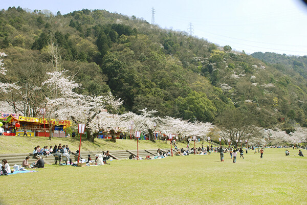 武丈公園 お花見