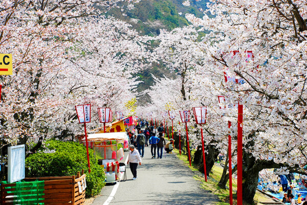 武丈公園 お花見