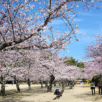 道後公園 お花見