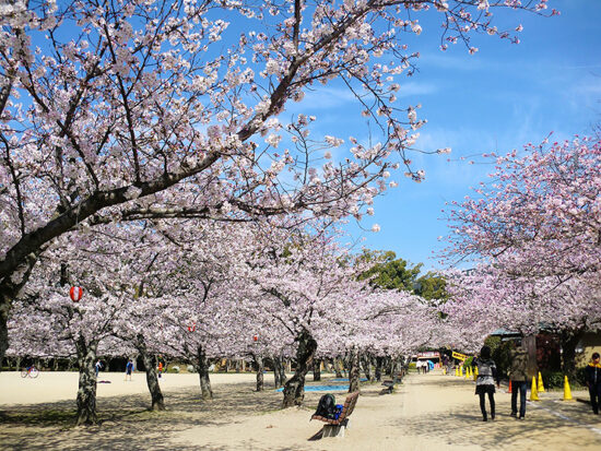 道後公園 お花見