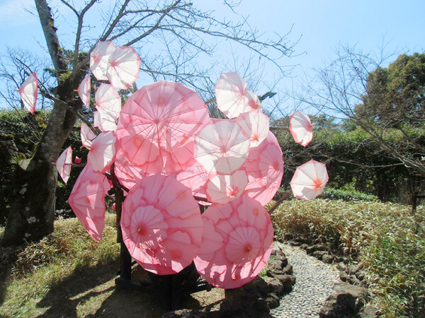 道後公園 お花見