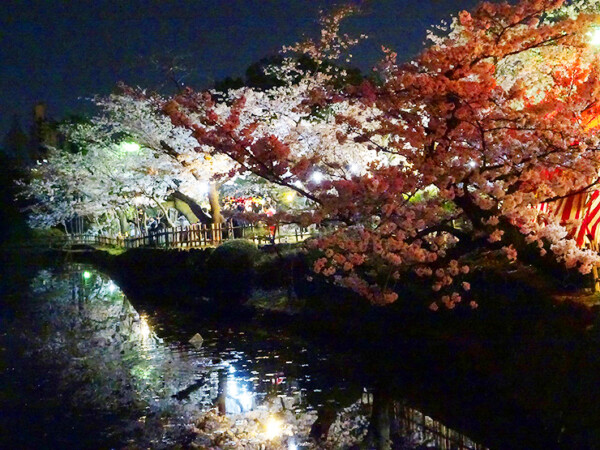 道後公園 お花見