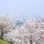 藤山健康文化公園の桜 お花見