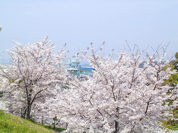 藤山健康文化公園の桜 お花見