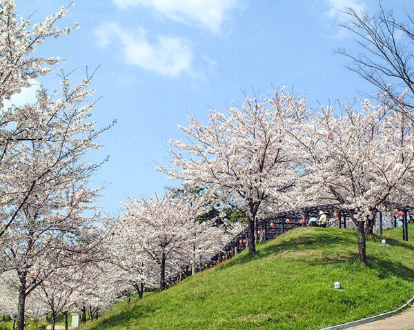 藤山健康文化公園の桜 お花見