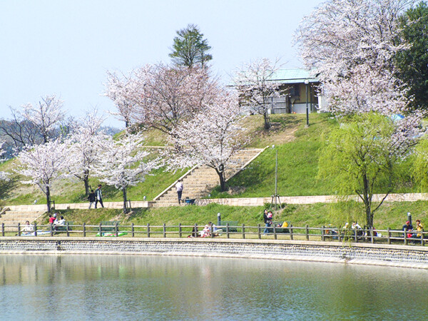 藤山健康文化公園の桜 お花見