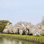 滝の宮公園 お花見