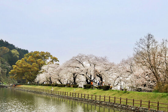 滝の宮公園 お花見