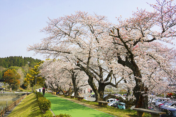 滝の宮公園 お花見