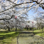 すすきヶ原入野公園 春まつり