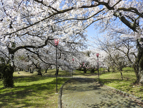 すすきヶ原入野公園 春まつり