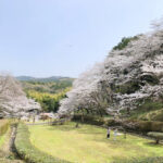 南レク城辺公園大森山桜園 桜まつり