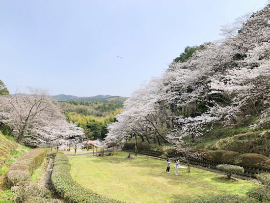 南レク城辺公園大森山桜園 桜まつり