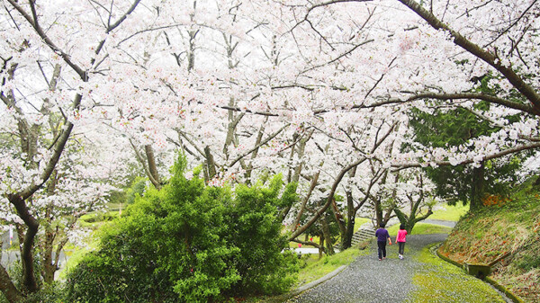 南レク城辺公園大森山桜園 桜まつり