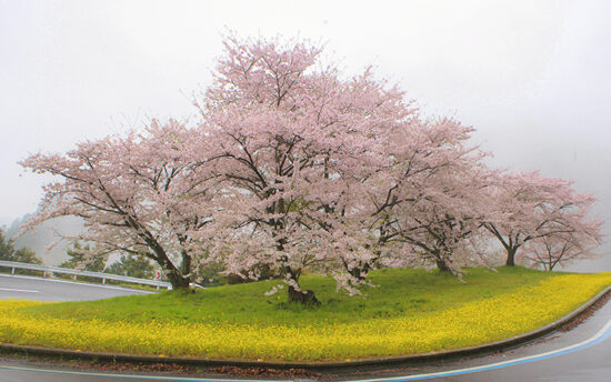 翠波高原 お花見