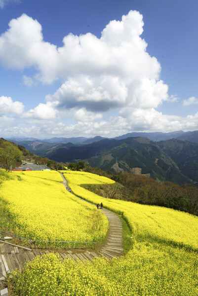 翠波高原 お花見