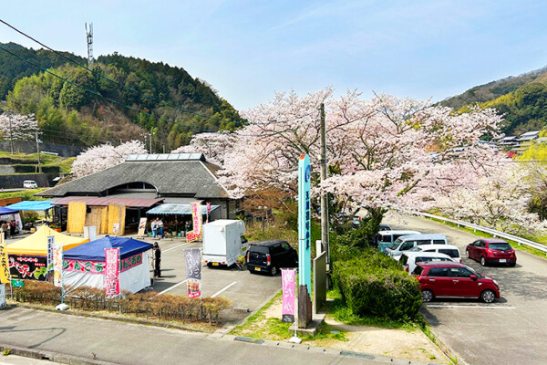 玉川湖畔の里さくらまつり