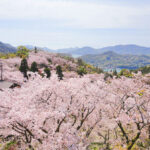 開山公園 お花見