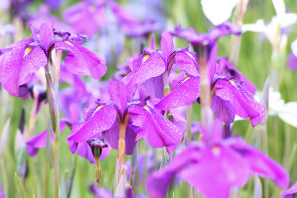 南楽園花菖蒲まつり 南楽園花菖蒲まつり