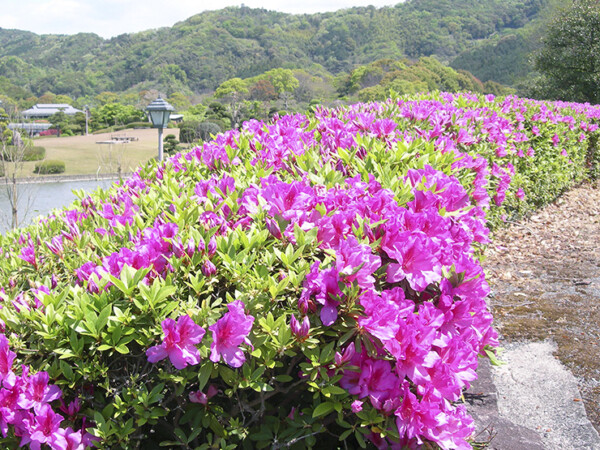 南楽園花菖蒲まつり