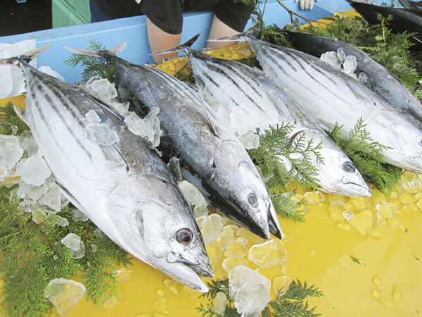 愛南町かつお祭り ～あいなん旬祭マルシェ～