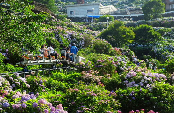 新宮あじさい祭り