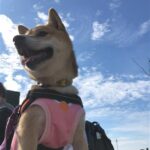 犬鹿島2025