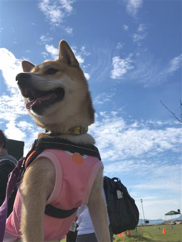 犬鹿島2025
