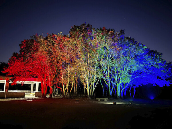 須ノ川公園まつり パークイルミネーション