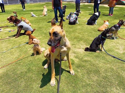 いぬまちマルシェ2025~犬だって楽しみたいのだ!~