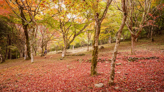 新谷もみじまつり