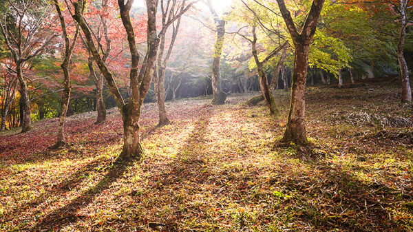新谷もみじまつり