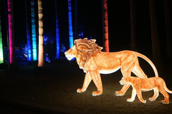 提供:愛媛県立とべ動物園 とべZOOイルミネーション