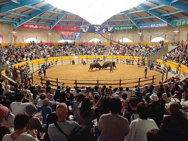 定期闘牛大会 正月場所（宇和島市営闘牛場）