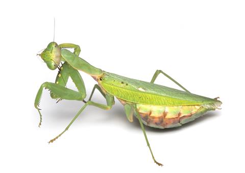 町立久万美術館×面河山岳博物館 ミュージアムトーク「絵の中で昆虫採集！？」開催のお知らせ