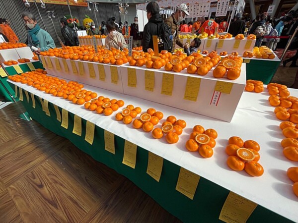 えひめみかん祭り
