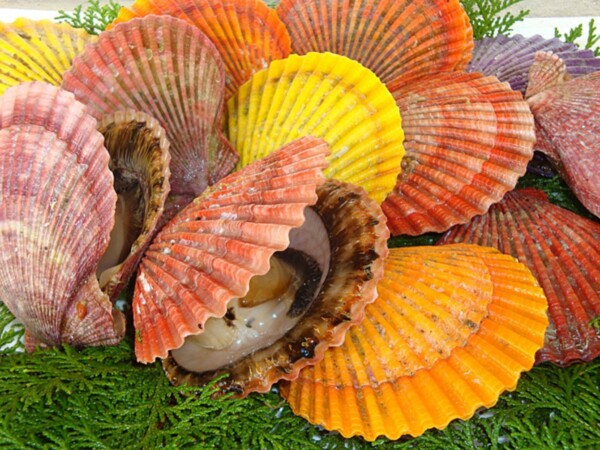 ※中止※牡蠣まつり in マイントピア別子