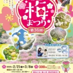 七折梅まつり